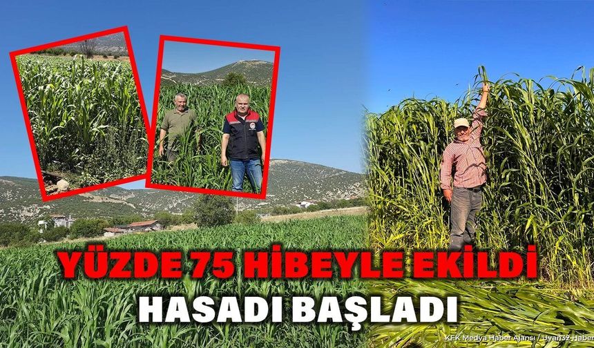 Isparta'da Yem Maliyetini Düşüren Bitkide Hasat Başladı: Dekarda Rekor Verim!