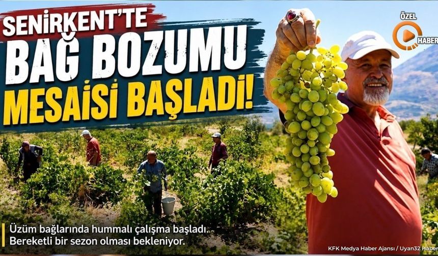 Senirkent'te Bağ Bozumu Mesaisi Başladı: Hasat Pekmeze Dönüşüyor