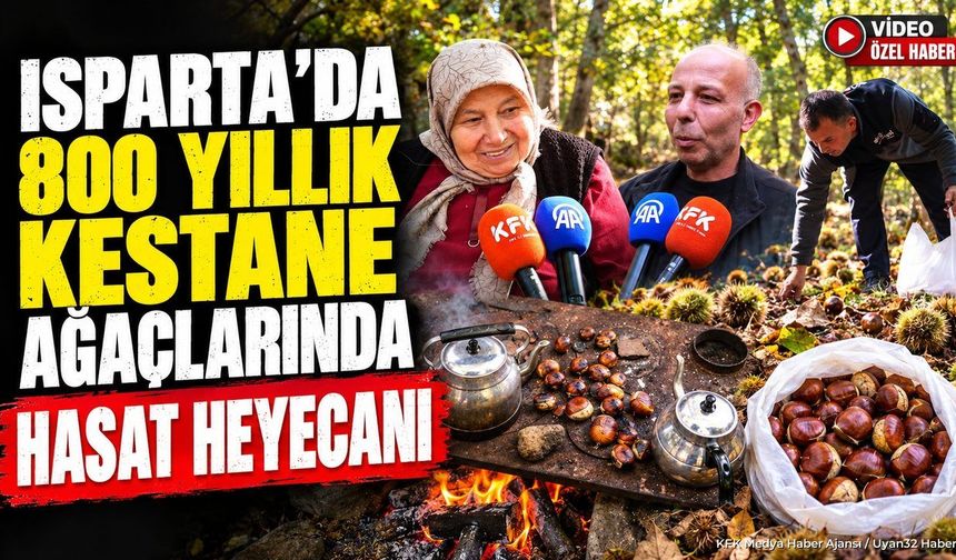 YENİCE'DE KESTANE HASADI