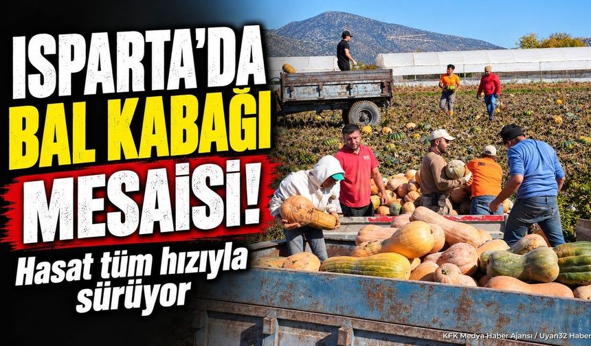 BAL KABAĞI HASADI SÜRÜYOR