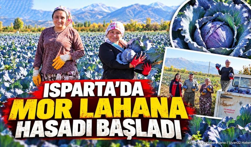 MOR LAHANADA HASAT ZAMANI
