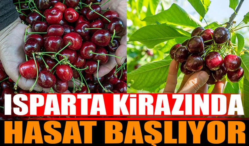 Uluborlu kirazında hasat zamanı başlıyor