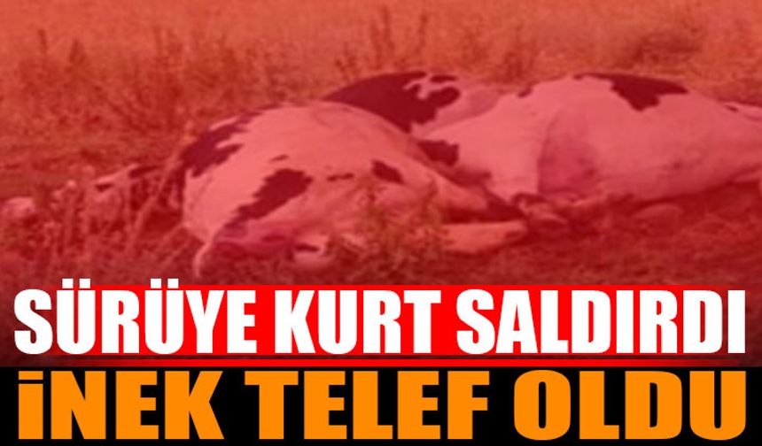 Sütçüler'de İnek Sürüsüne Kurt Saldırdı