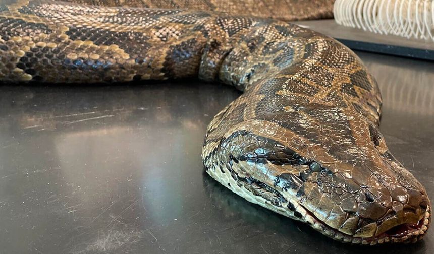 The World's Largest Snake Has Been Caught