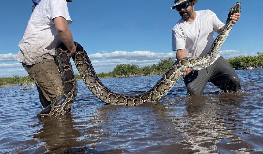 The World's Largest Snake Has Been Caught 3