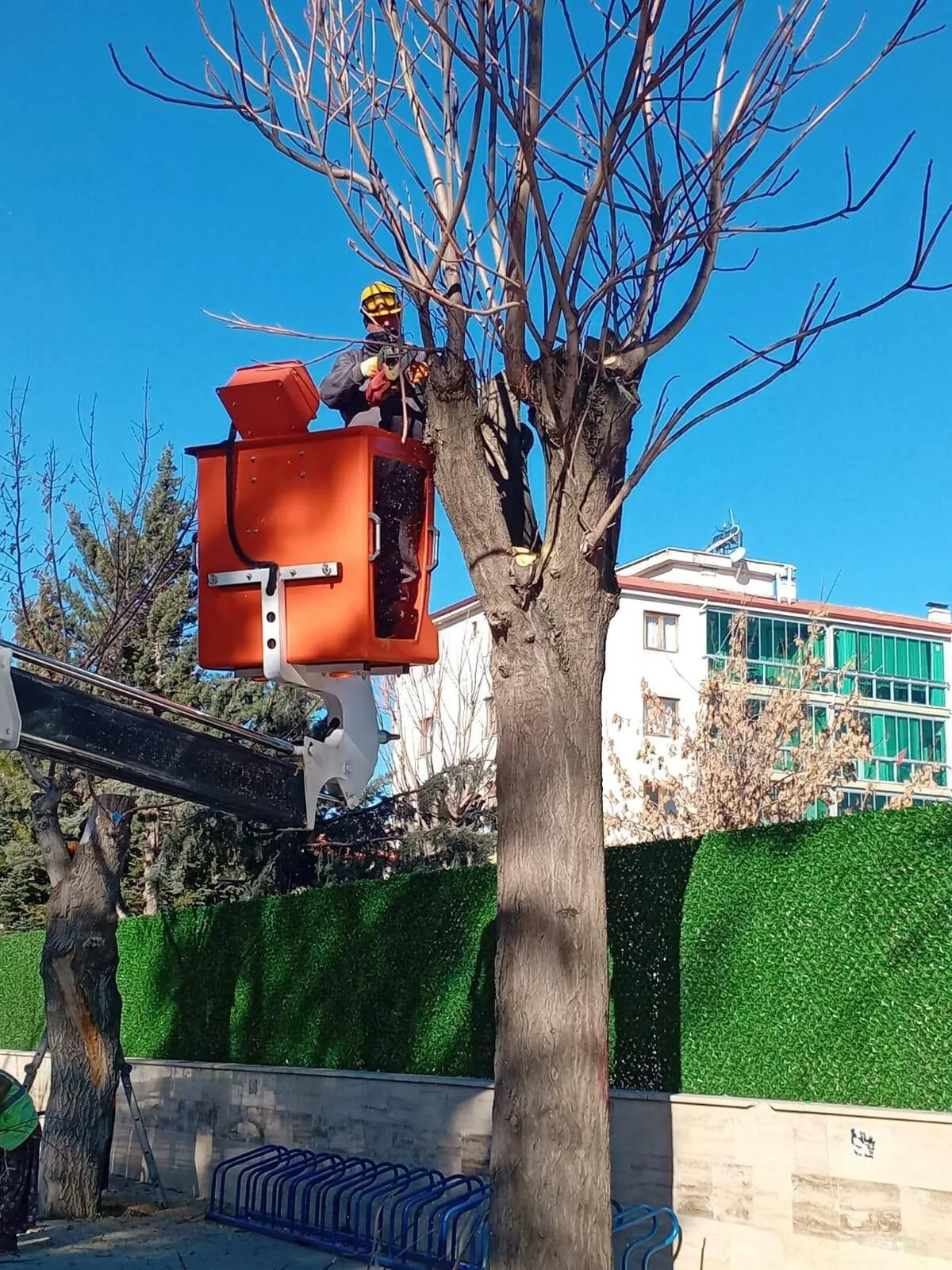 Burdur’da Ağaçlara İlkbahar Bakımı! 3