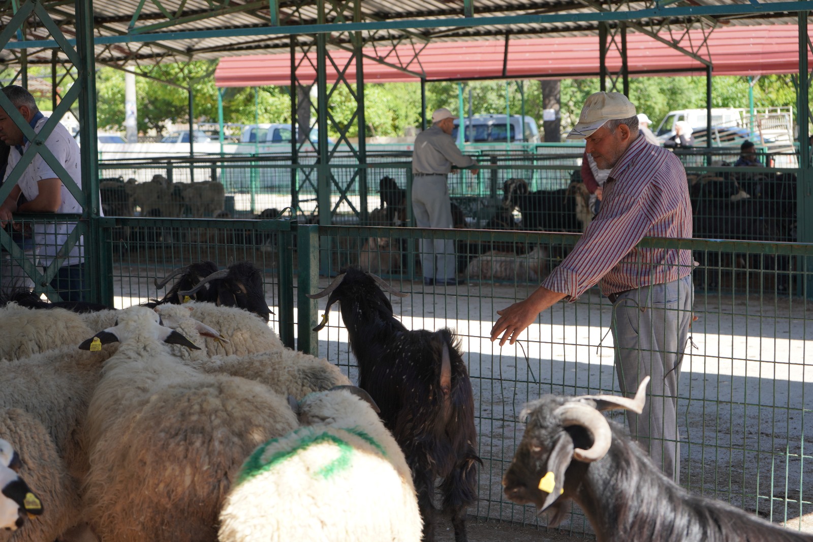Kurban Bayramı Öncesi Isparta Hayvan Pazarı Hareketlendi 1