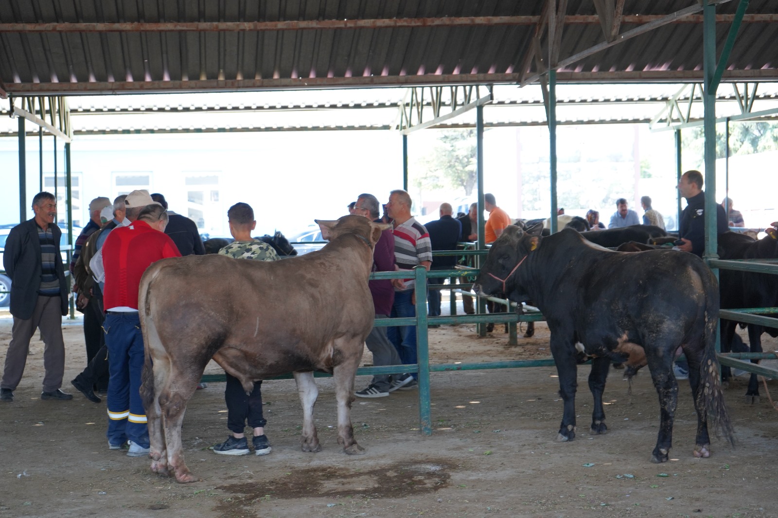Kurban Bayramı Öncesi Isparta Hayvan Pazarı Hareketlendi 3