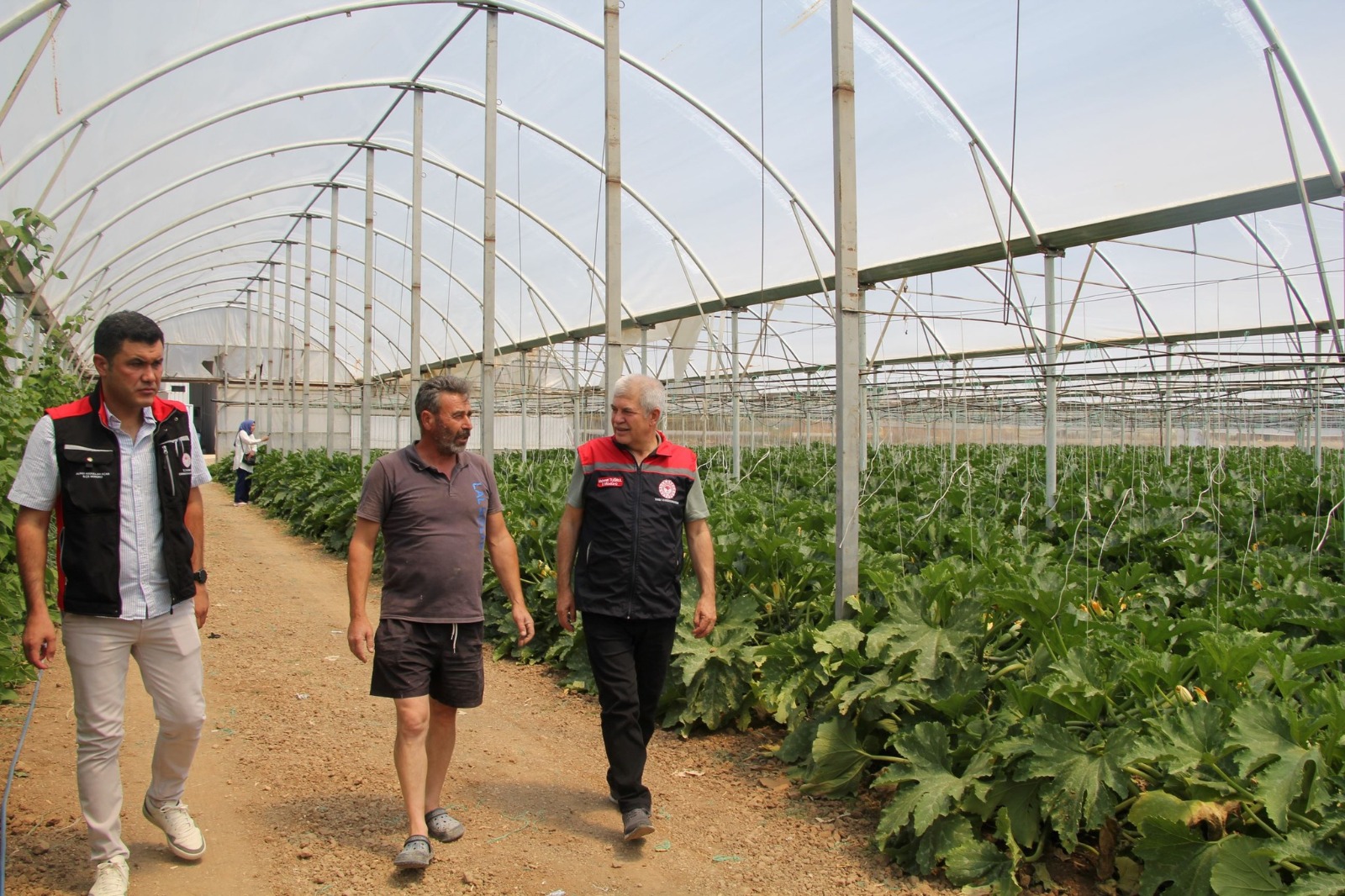 61 Dekarlık Alanda Örtüaltı Kabak Hasadı Başladı  (7)