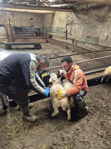 Isparta’da Küçükbaş Hayvanlara Aşılama Çalışmaları Sürüyor (3)