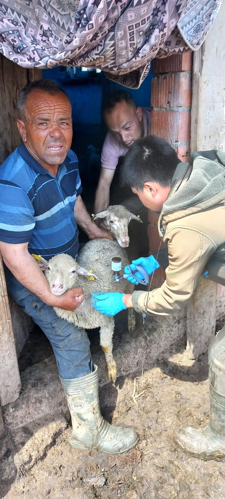 Isparta’da Küçükbaş Hayvanlara Aşılama Çalışmaları Sürüyor (4)
