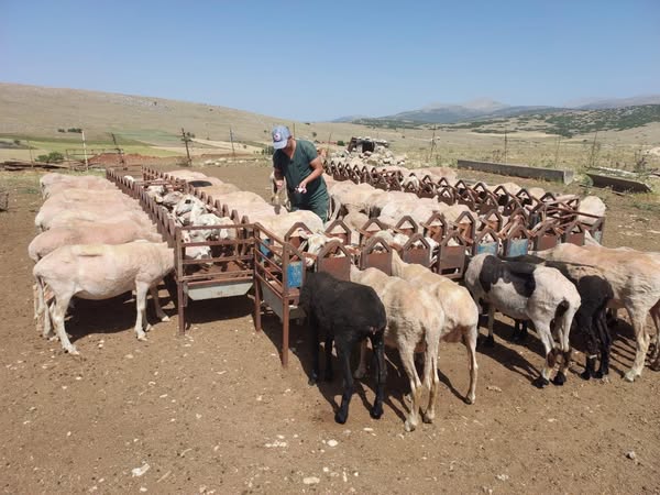 Isparta’da Küçükbaş Hayvanlara Aşılama Çalışmaları Sürüyor (6)