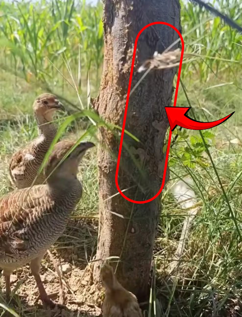 Kırsalda Keklik Nöbeti Kene İle Doğal Savaş