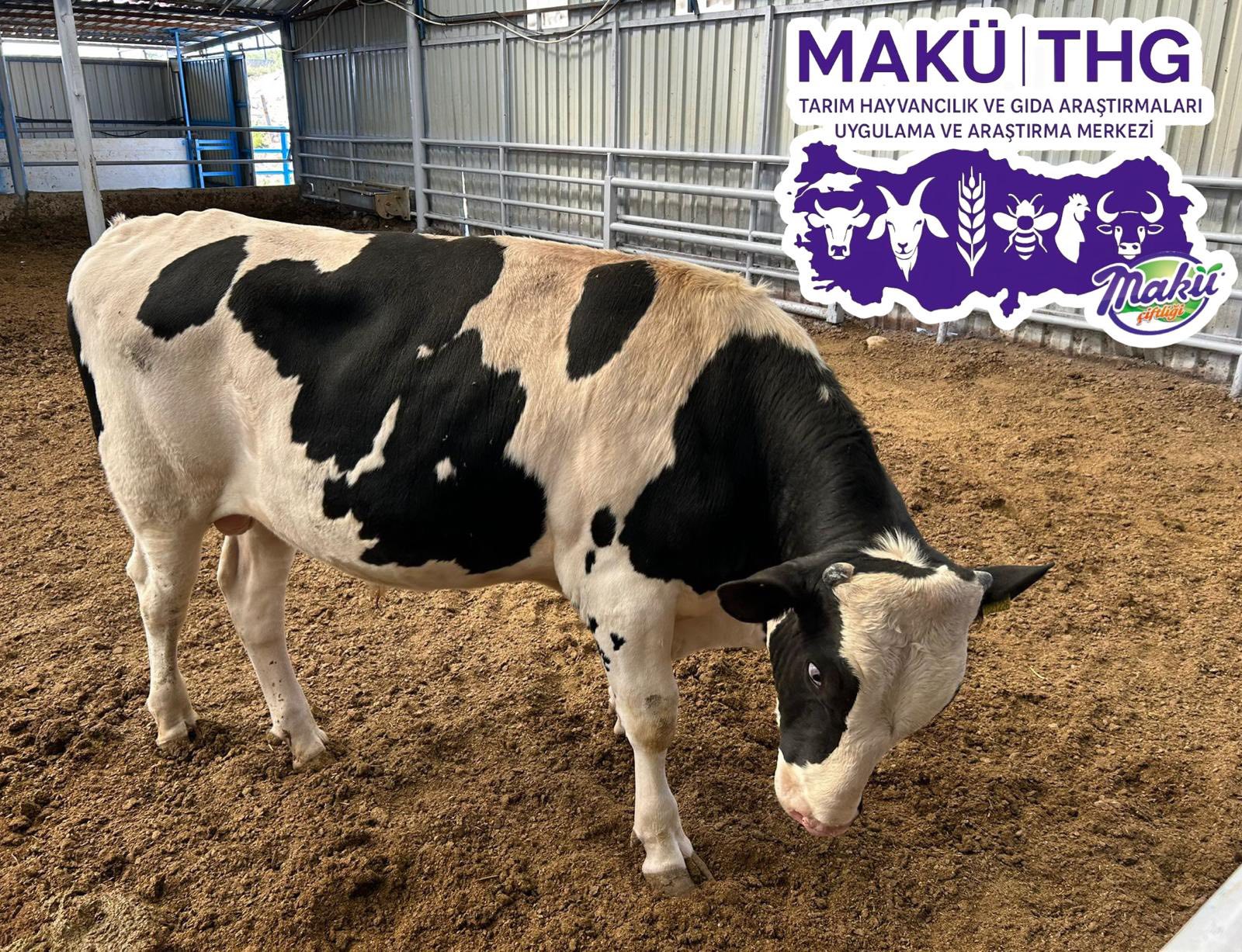 Makü Çiftlik’ten Hayvancılığa Dev Katkı 2