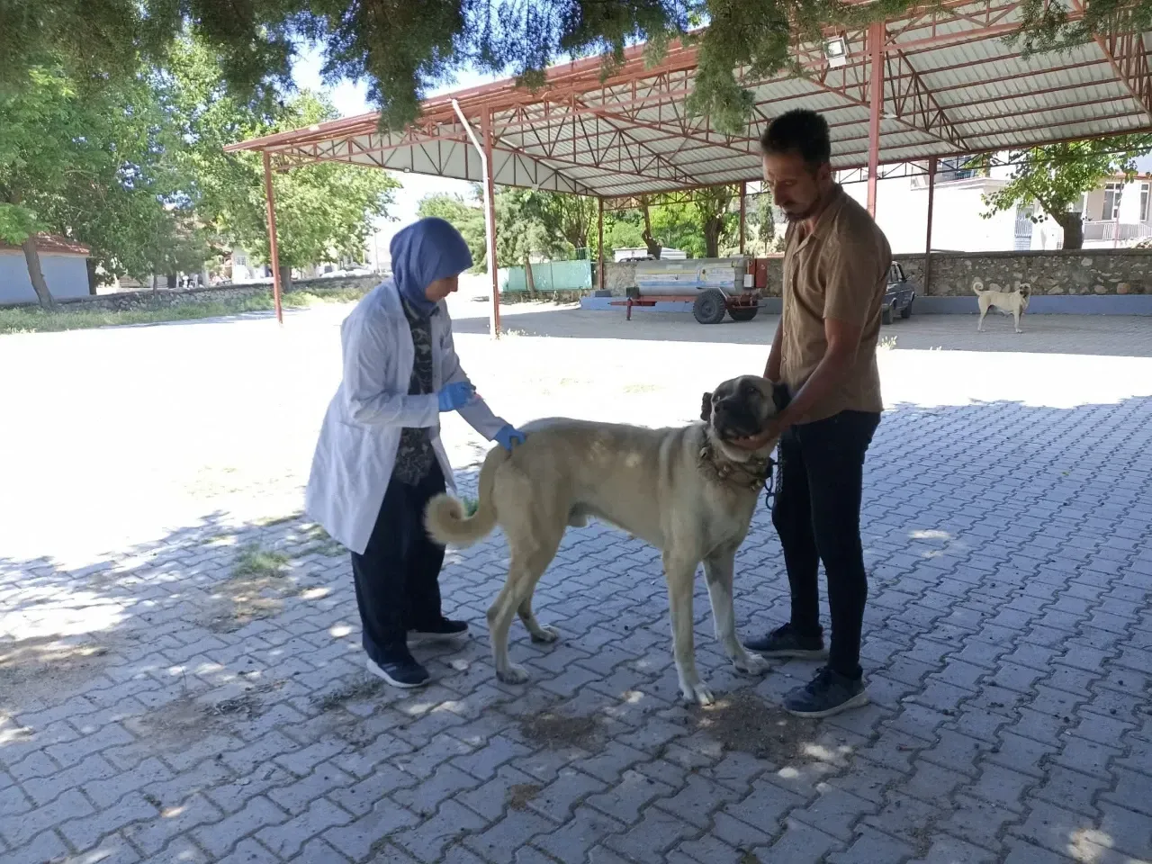 Yeşilova İlçe Tarım Müdürlüğü Sokak Hayvanlarını Güvenceye Alıyor 1