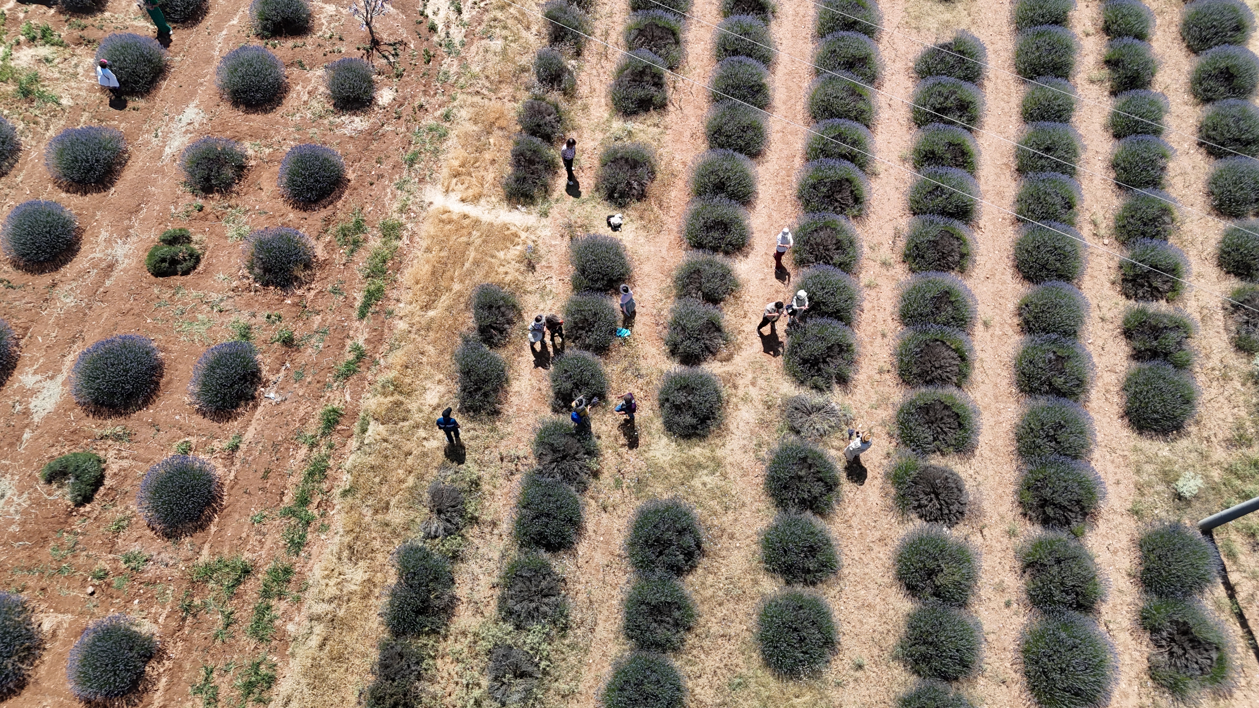 Isparta’nın Mor Tarlaları Turist Akınına Uğruyor (1)