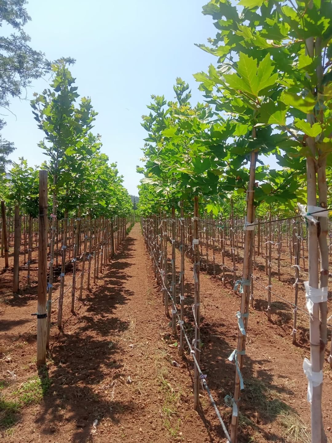 Denizli’de 4,5 Milyon Fidan Dikime Hazır (4)