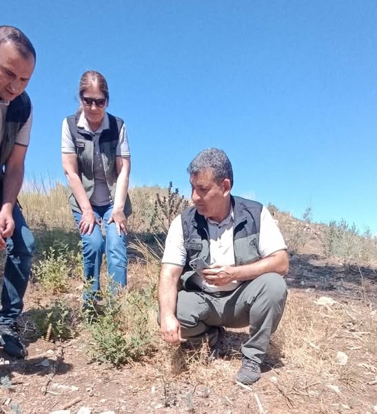 Isparta'da Kızılçam Gençleştirme Çalışmaları Denetlendi (2)