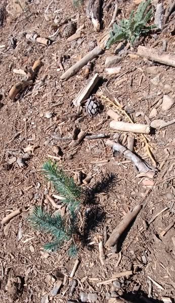 Isparta'da Kızılçam Gençleştirme Çalışmaları Denetlendi (3)