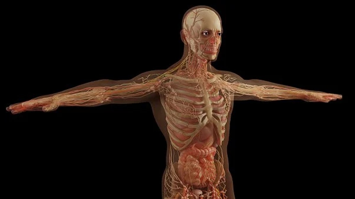 Uzman Açıkladı: Olmadan da Yaşayabileceğiniz 10 Organ