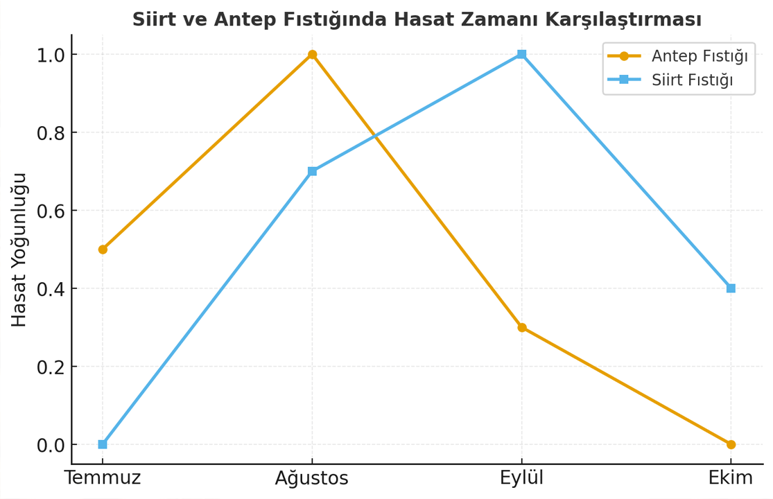 Siirt Fistigi Vs Antep Fistigi Hasatlari