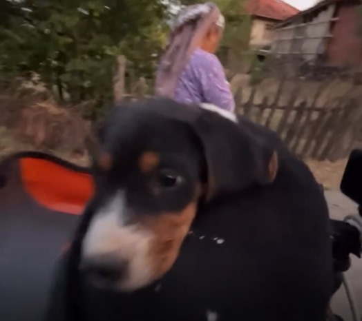 Sosyal medyayı salladı: Köpek sahibine kavuşturuldu mu?-1
