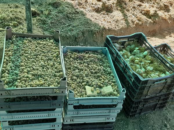 Isparta’da Çiftçiye Beyaz Zambak ve Salep Desteği-1