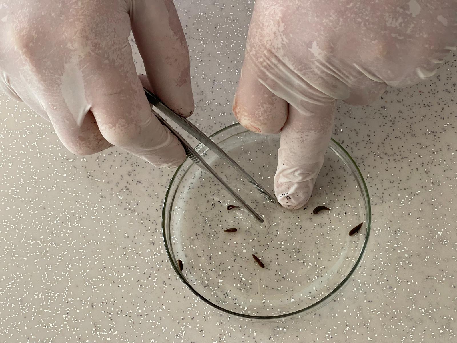 ISUBÜ’nün tıbbi sülük eğitimleri Orta Asya’ya açıldı-5