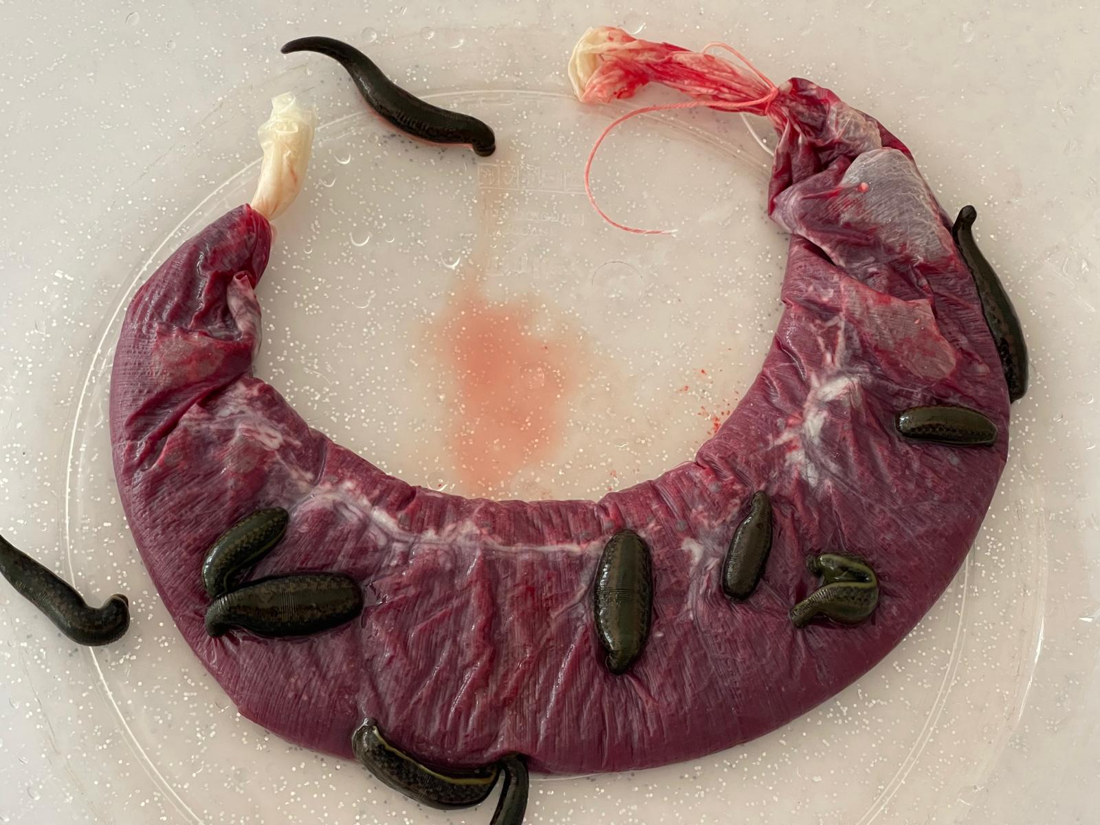 ISUBÜ’nün tıbbi sülük eğitimleri Orta Asya’ya açıldı-6