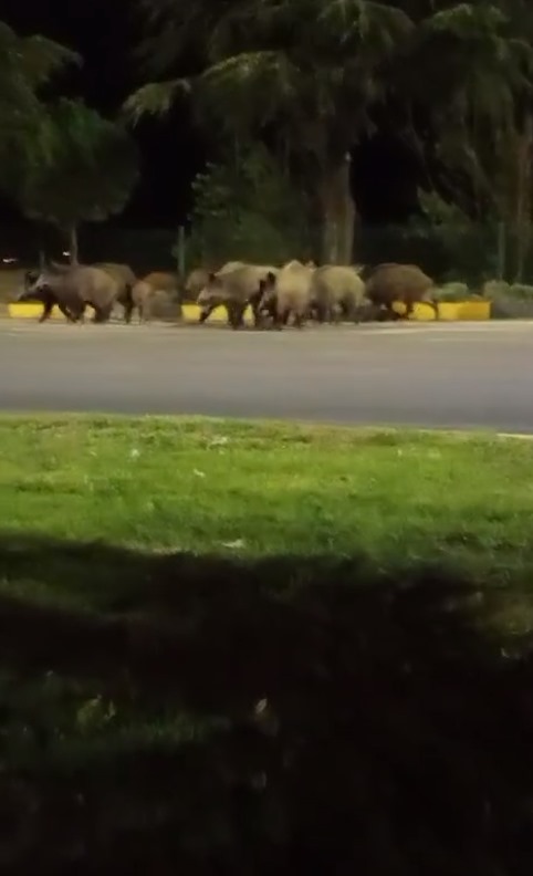 Isparta’da domuzlar yolu kapattı