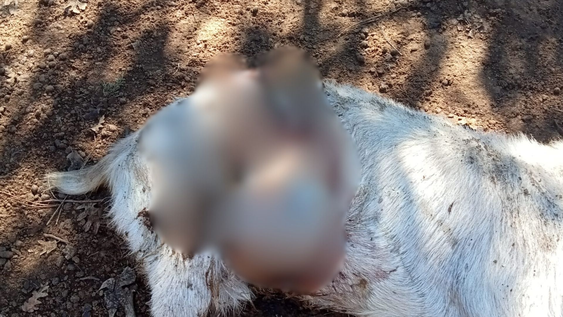 Derya Ve Bayram Isparta Emniyetine Getirildi (5)