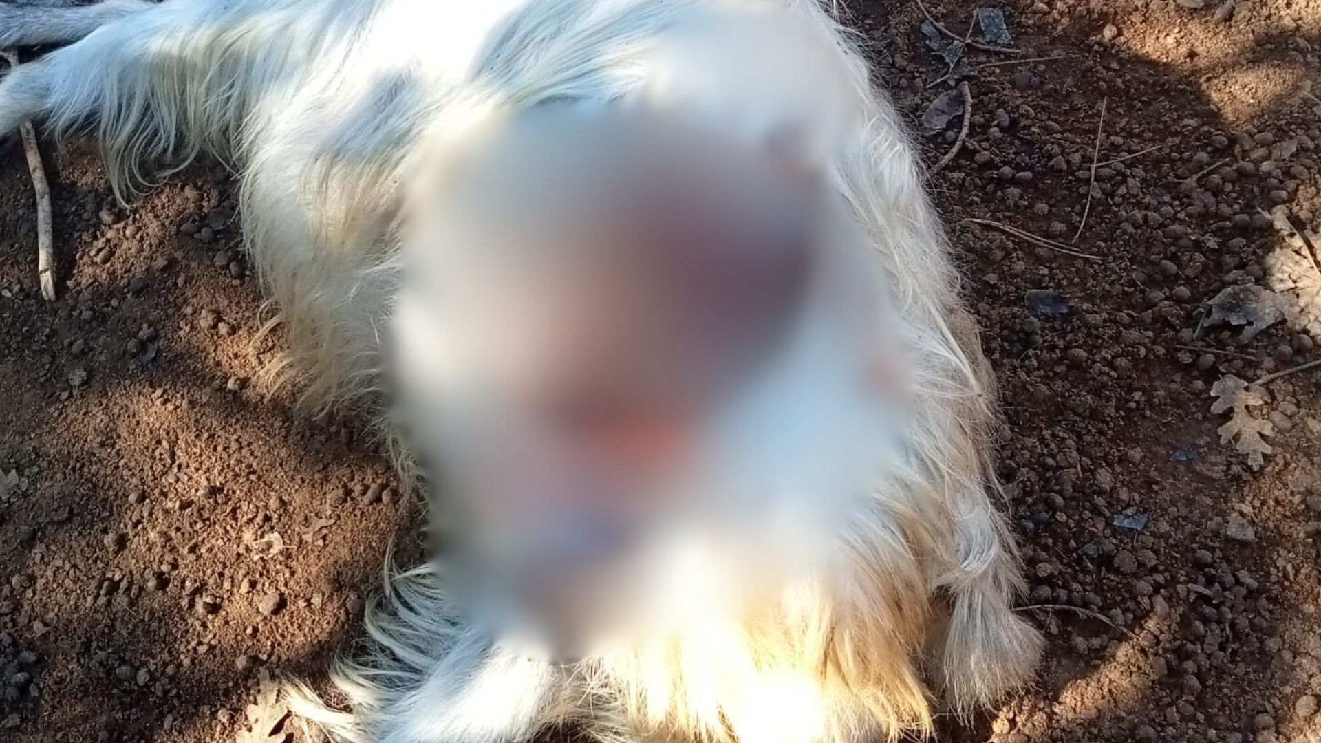 Aksu’da kurt saldırıları üreticiyi bezdirdi