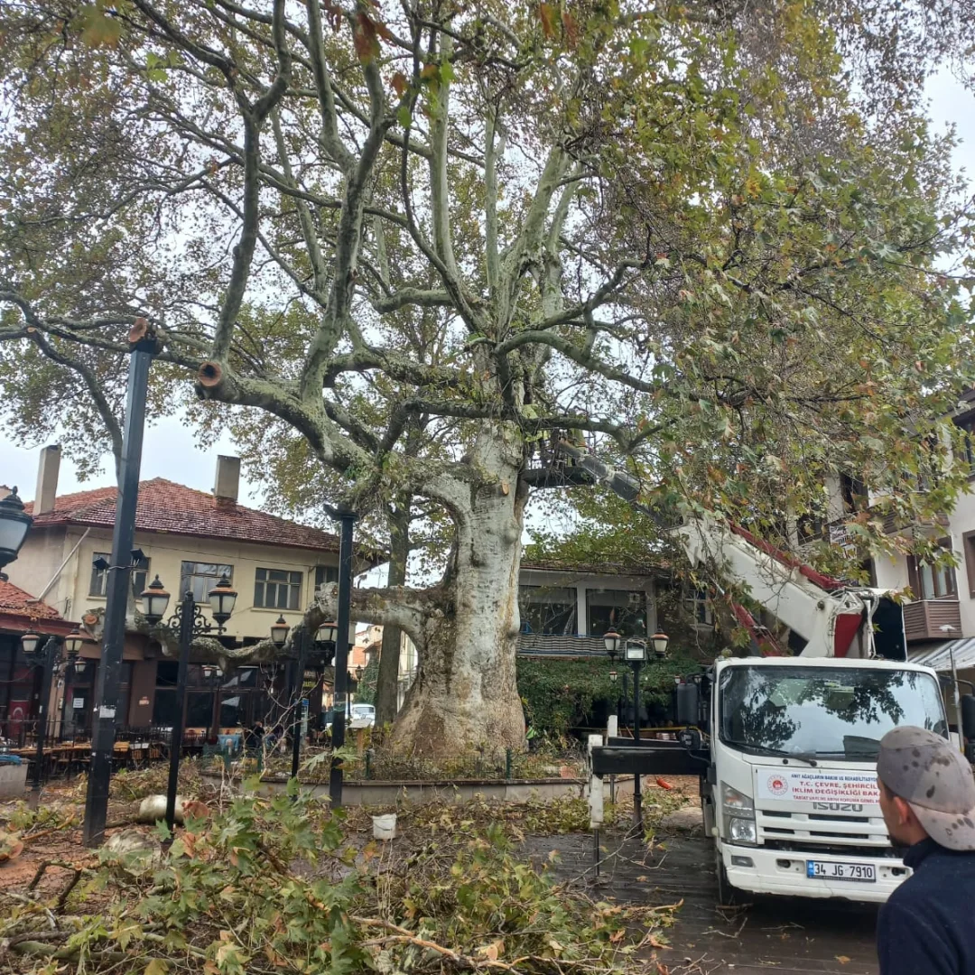 Isparta’da Anıt Ağaçların Bakım Ve Rehabilitasyon Çalışmaları Sürüyor (1)