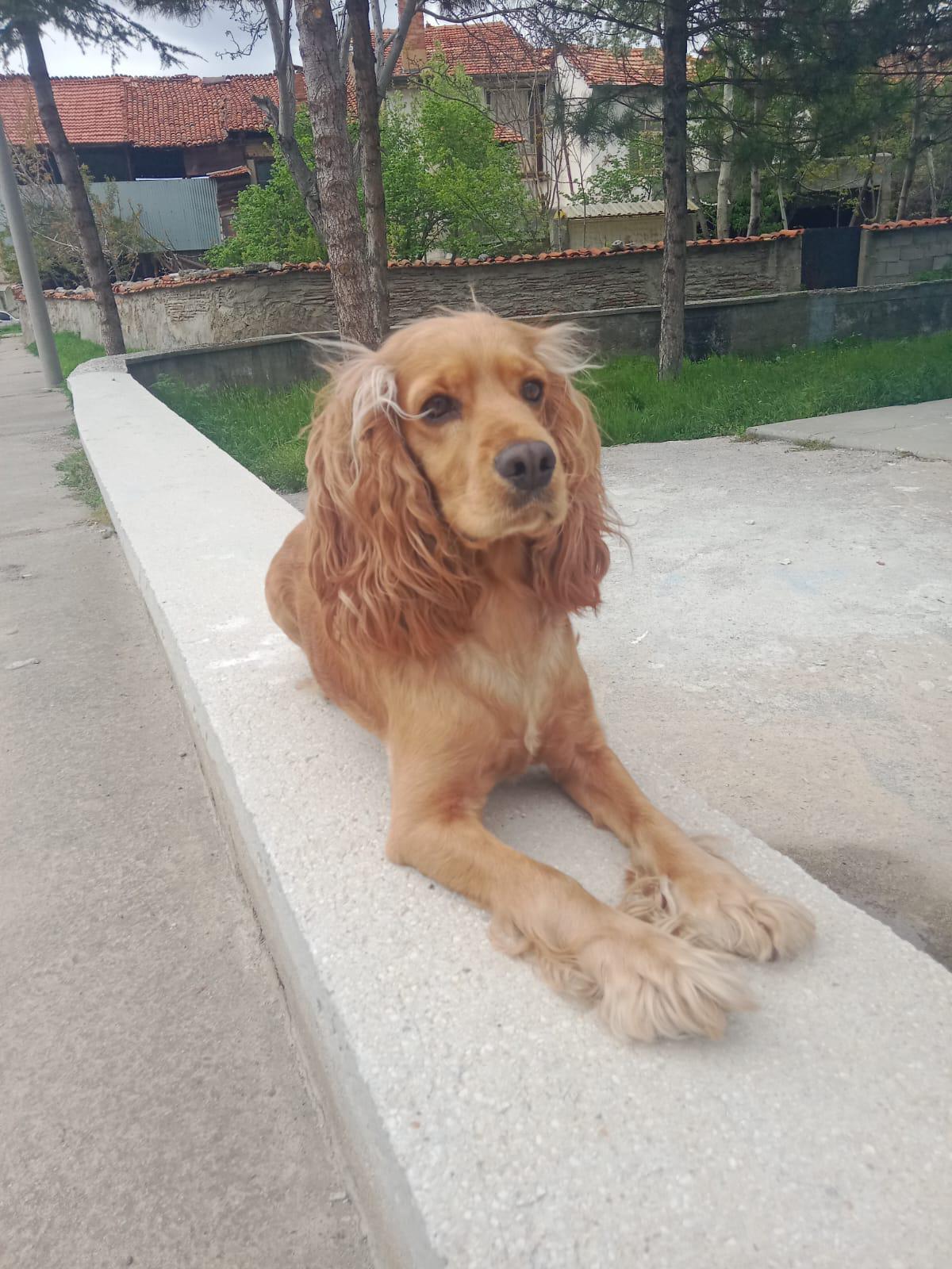Kayıp Köpek Boncuk 1