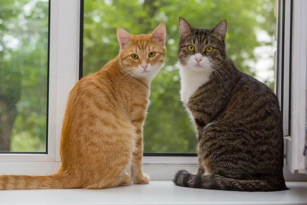 Kedi-8