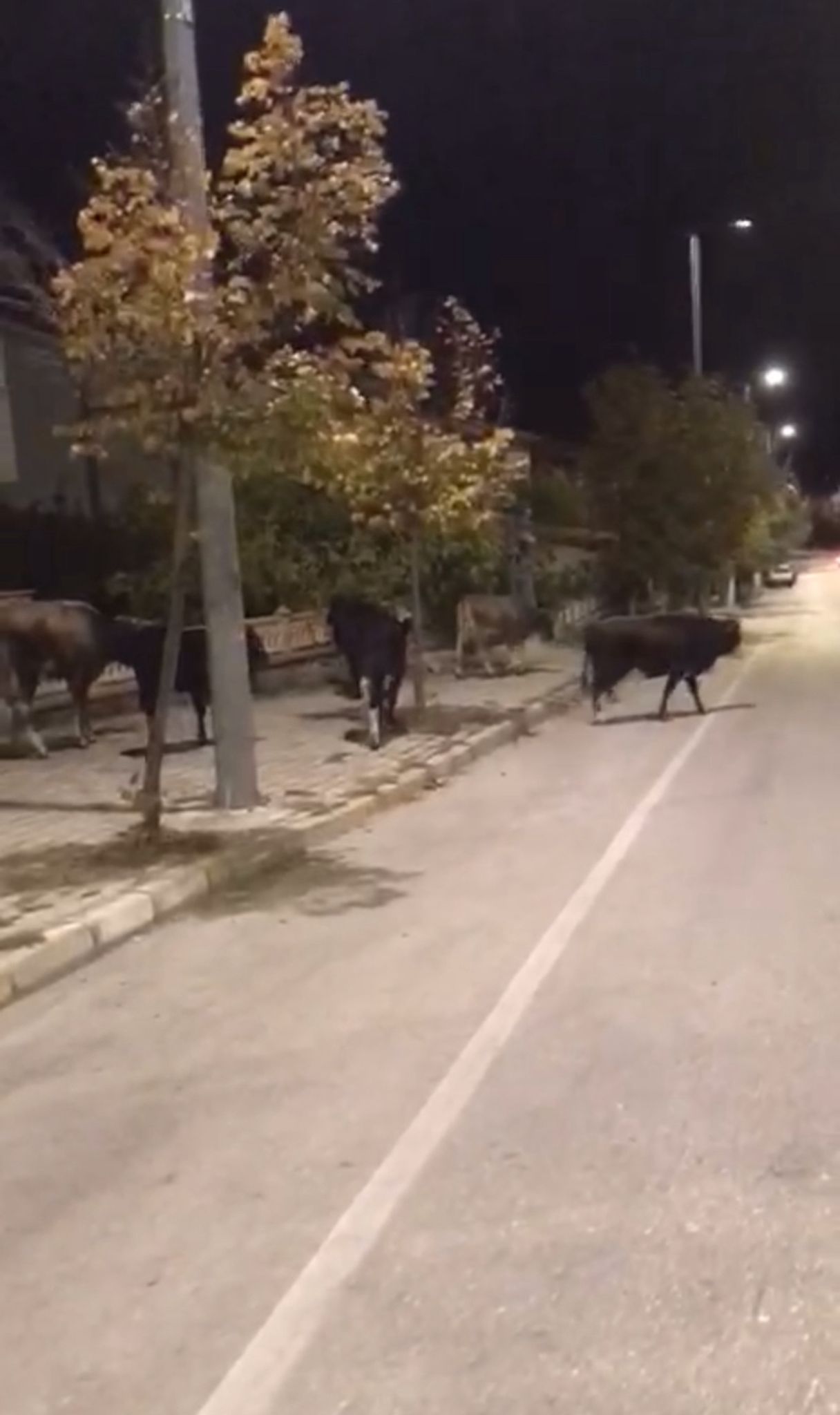 Isparta’da Sokaklarda Sürüler Dolaşıyor!-2