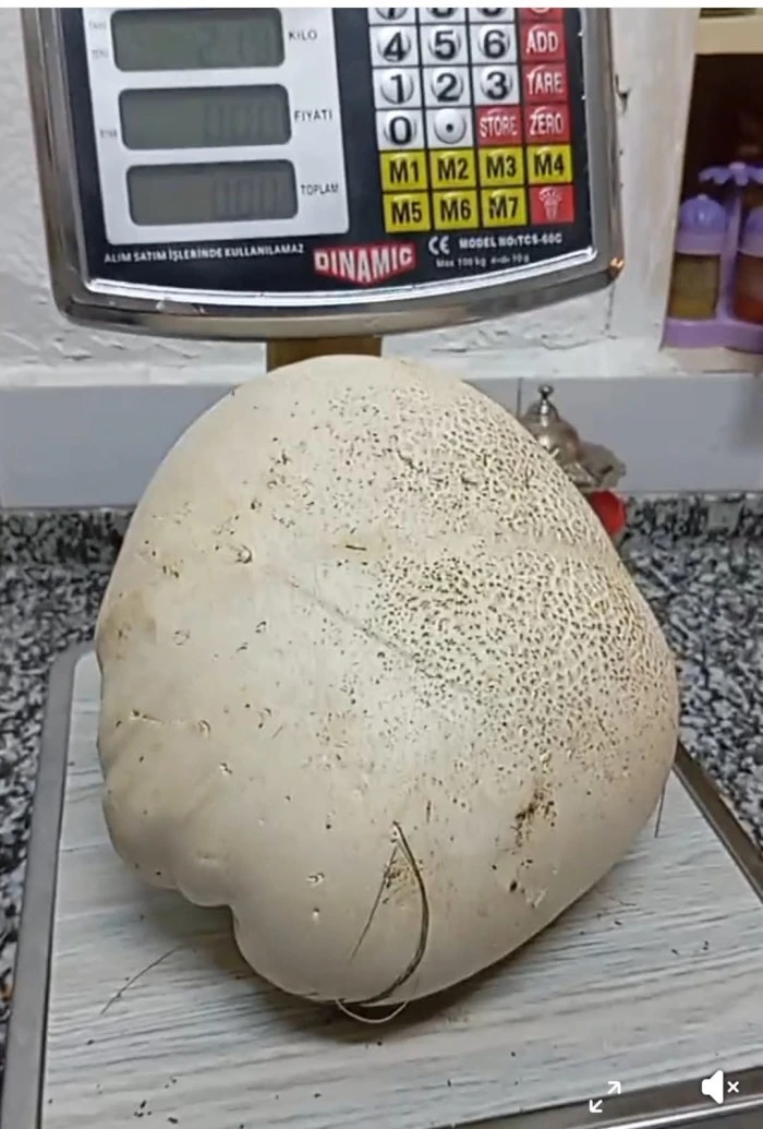 Isparta’da 2 Kilo 190 Gramlık Dev Mantar Bulundu-2