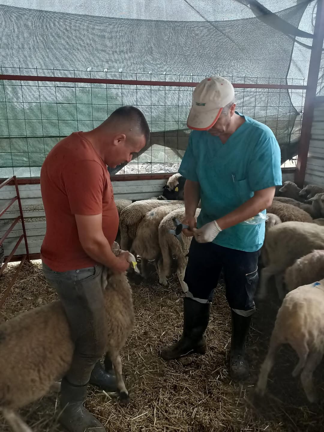 Antalya’da Hayvan Kimliklendirme Ve Aşılama Çalışmaları Yapıldı (1)