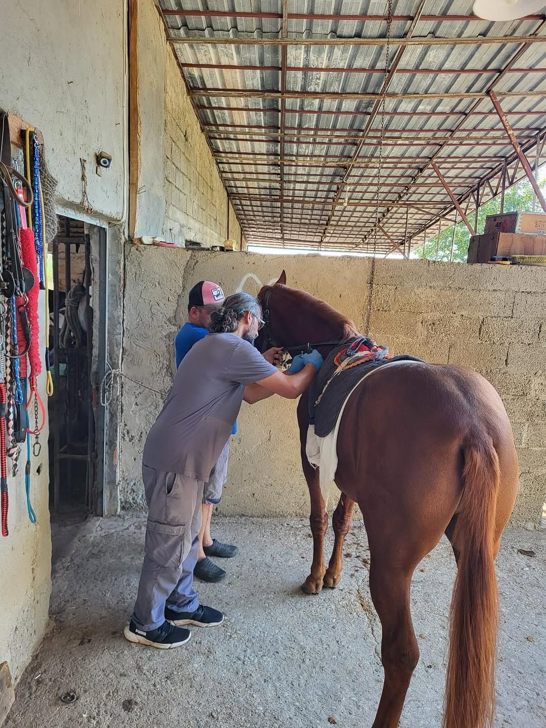 Antalya’da Hayvan Kimliklendirme Ve Aşılama Çalışmaları Yapıldı (3)