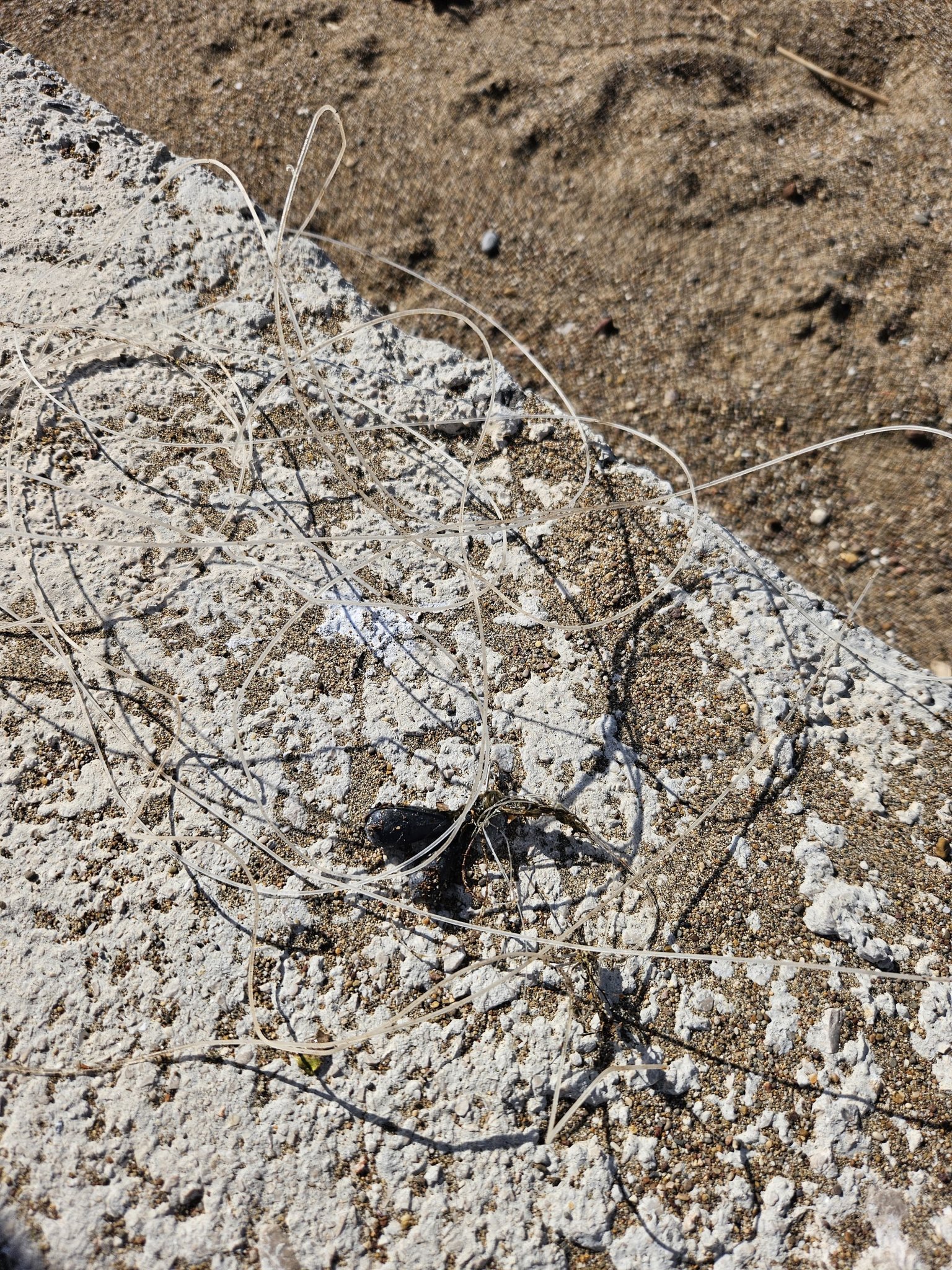 Lara Sahilinde Caretta Caretta Deniz Kaplumbağası Ağlardan Kurtarıldı