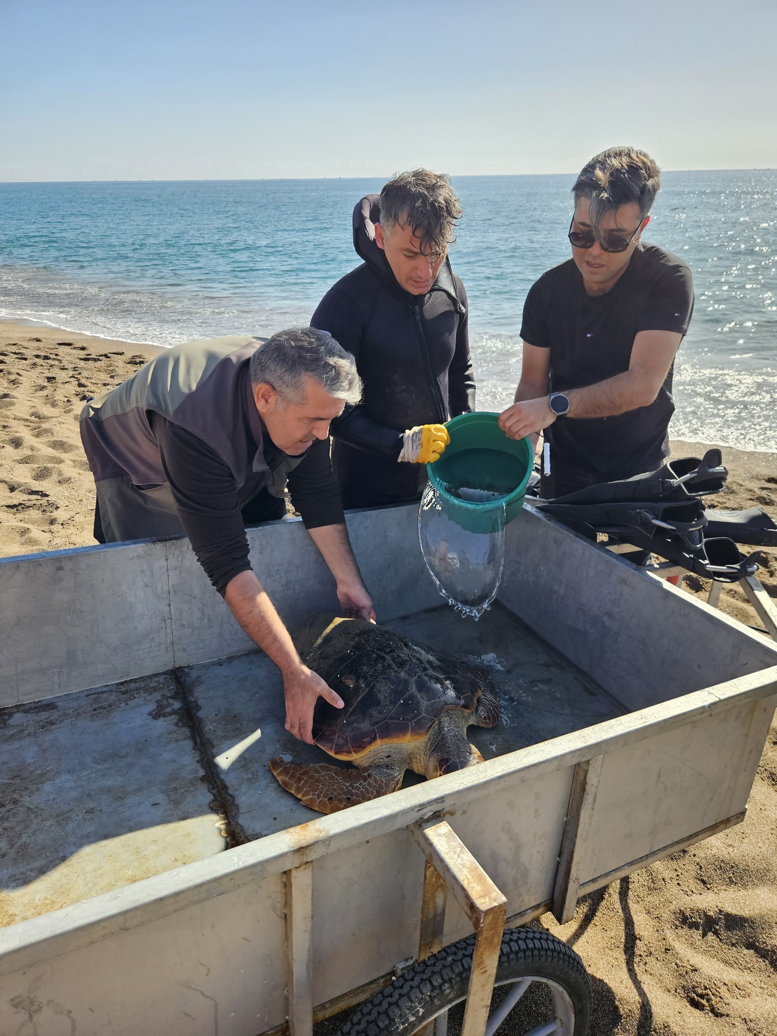 Lara Sahilinde Caretta Caretta Deniz Kaplumbağası Ağlardan Kurtarıldı