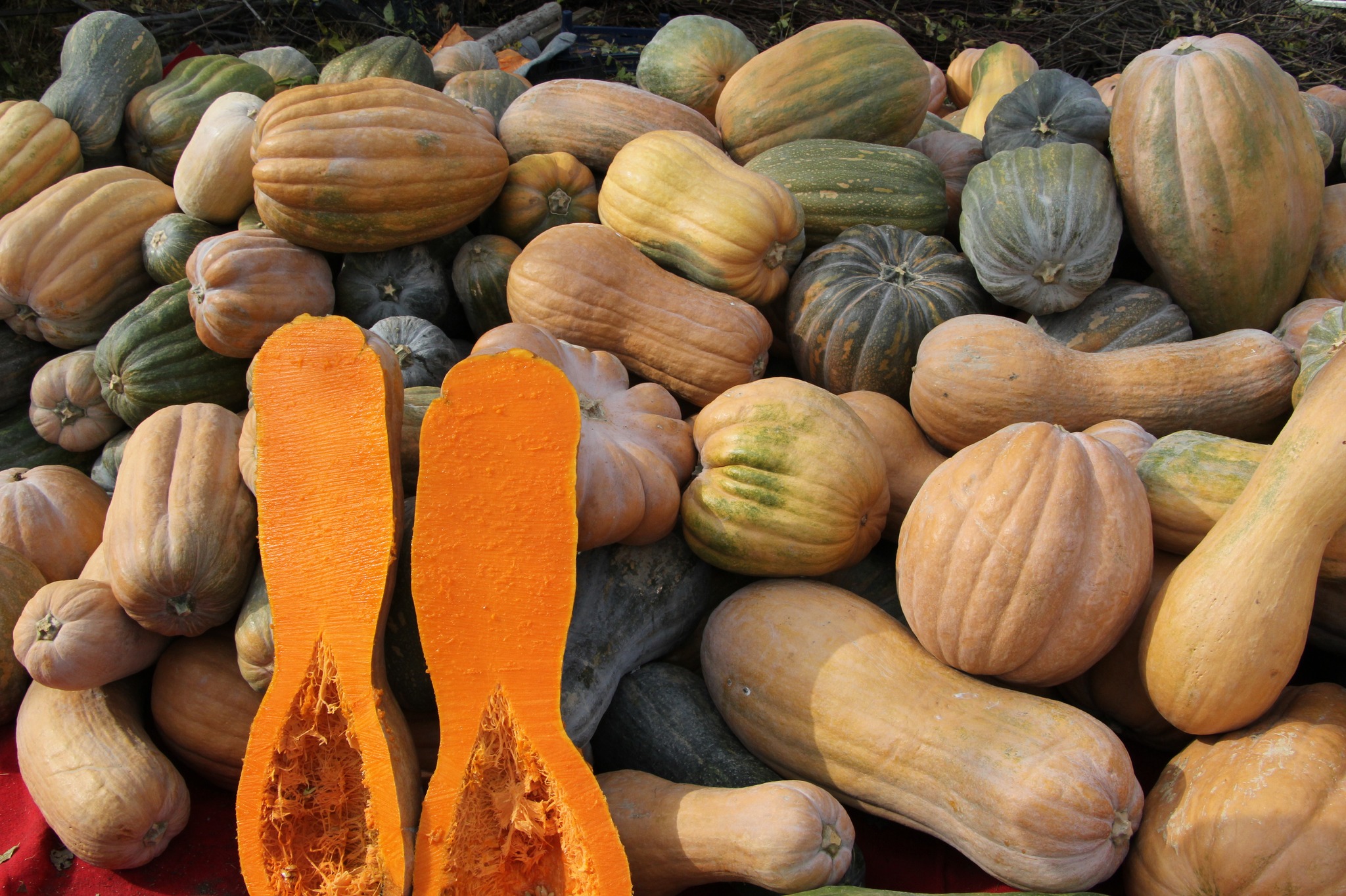 Bal Kabağı Üreticisine Yerinde Ziyaret! 2