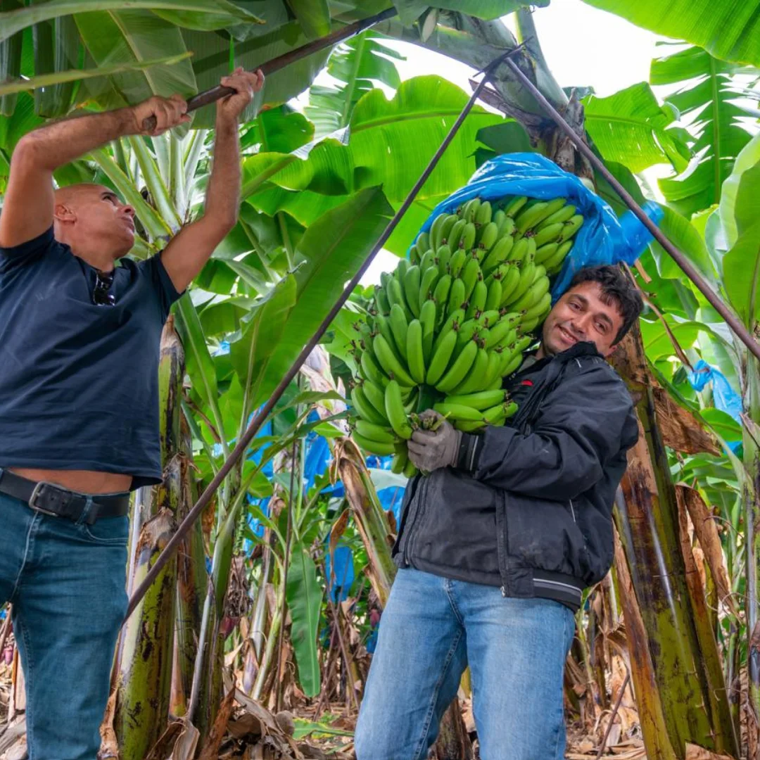 Gazipaşa’da Avakado Ve Muz Bahçelerinde Görsel Şölen (3)