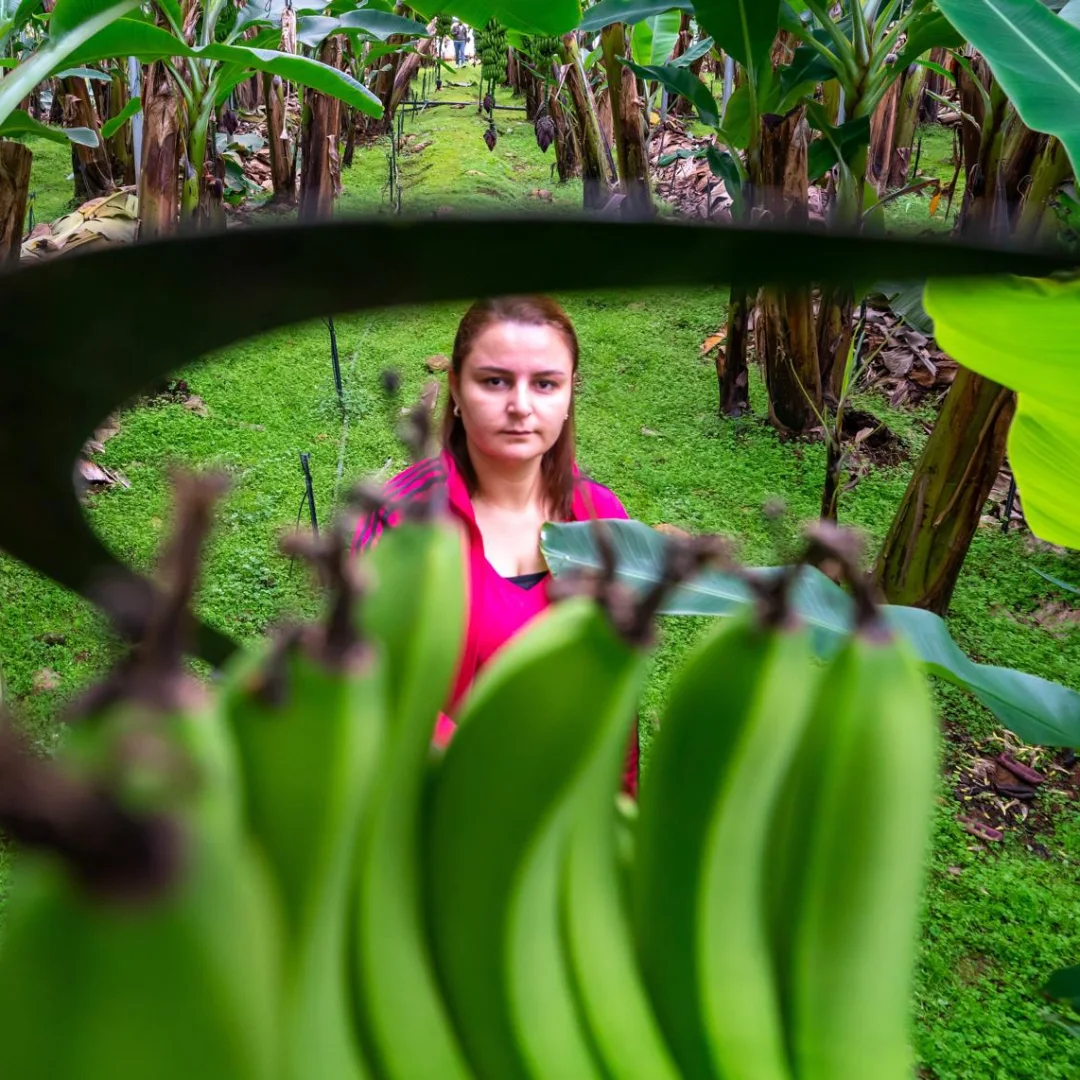 Gazipaşa’da Avakado Ve Muz Bahçelerinde Görsel Şölen (4)