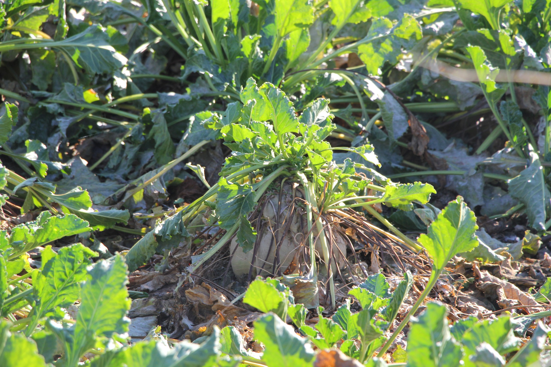 Gönen’de 2025 Şeker Pancarı Hasadı Rekolte Beklentisi Yüzleri Güldürüyor (1)