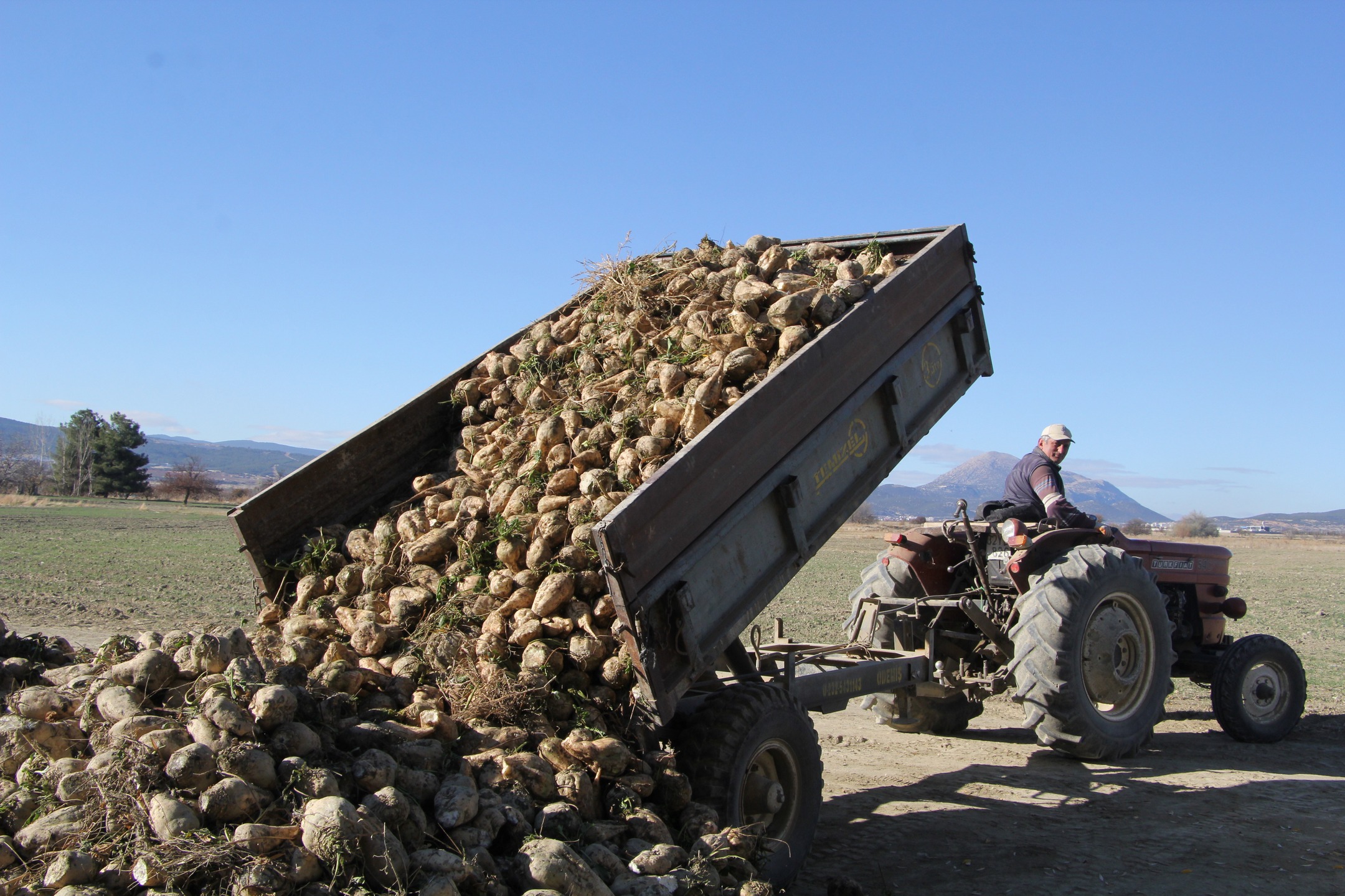Gönen’de 2025 Şeker Pancarı Hasadı Rekolte Beklentisi Yüzleri Güldürüyor (10)