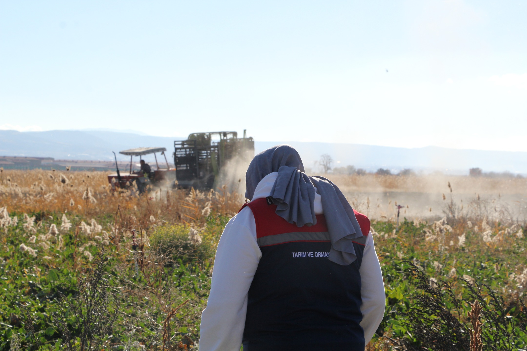 Gönen’de 2025 Şeker Pancarı Hasadı Rekolte Beklentisi Yüzleri Güldürüyor (11)