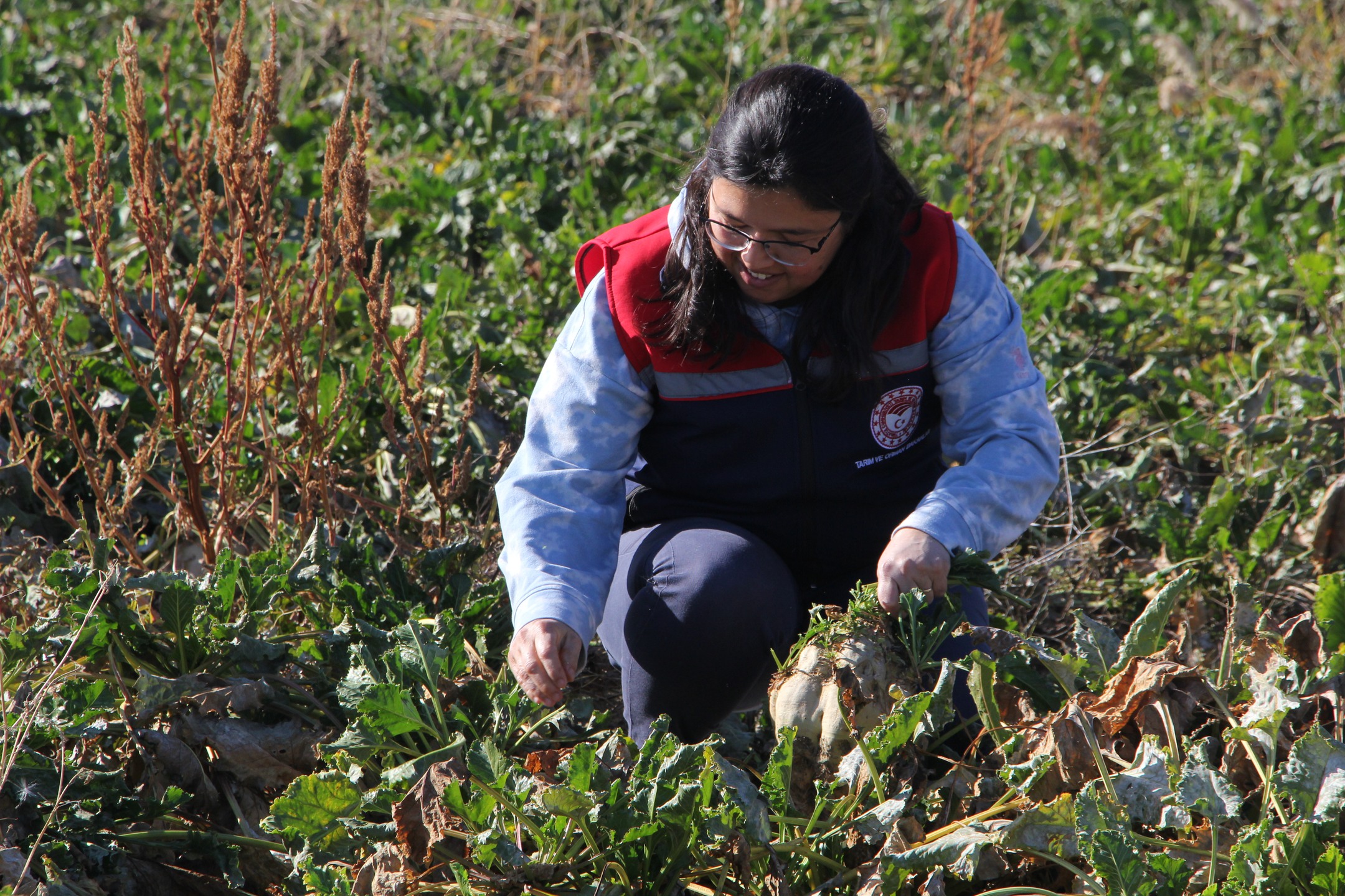 Gönen’de 2025 Şeker Pancarı Hasadı Rekolte Beklentisi Yüzleri Güldürüyor (13)