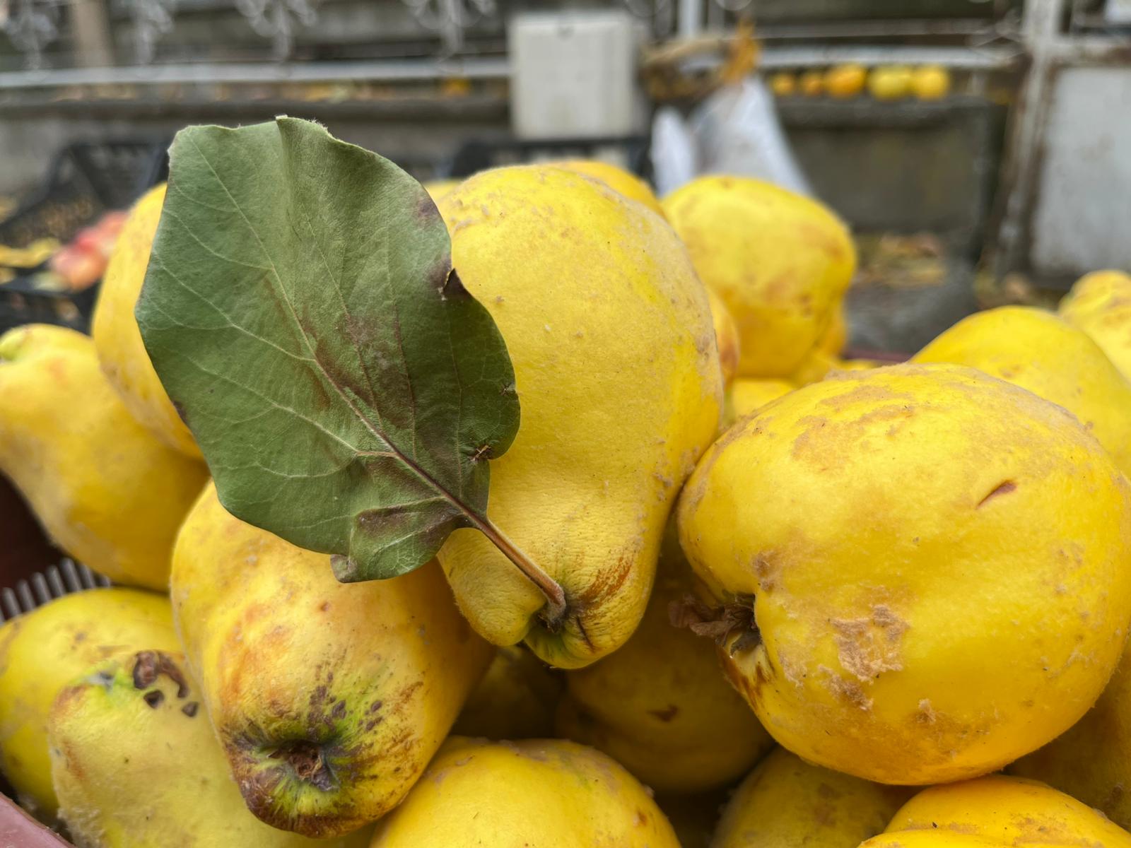 Isparta’da Ayva Zammı Gündem Konusu Oldu (5)