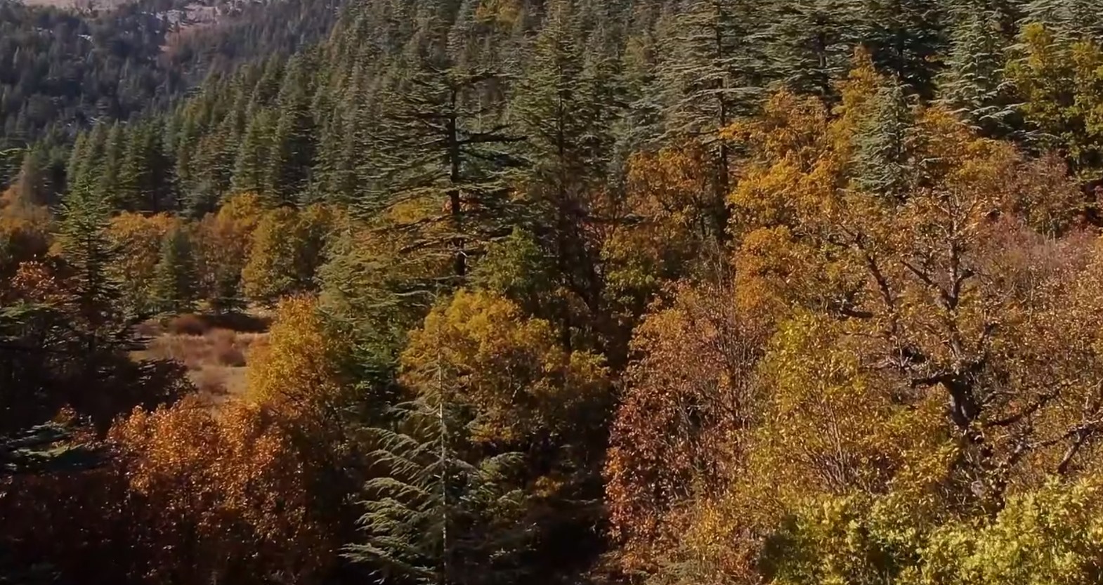 Isparta’daki Kasnak Meşesi Ormanı Görsel Şöleniyle Büyülüyor (2)
